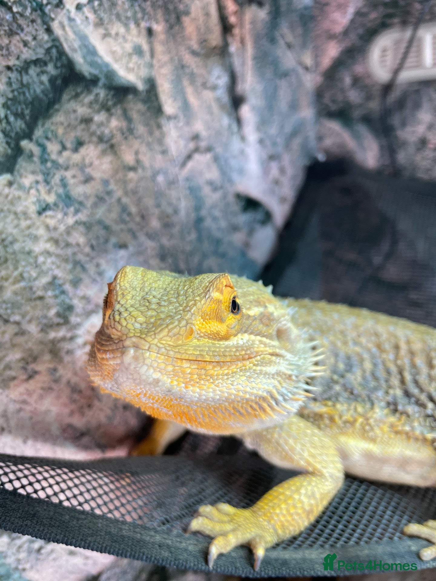 Bearded Dragon reptiles Beautiful bearded dragon for sale  - Advert 2