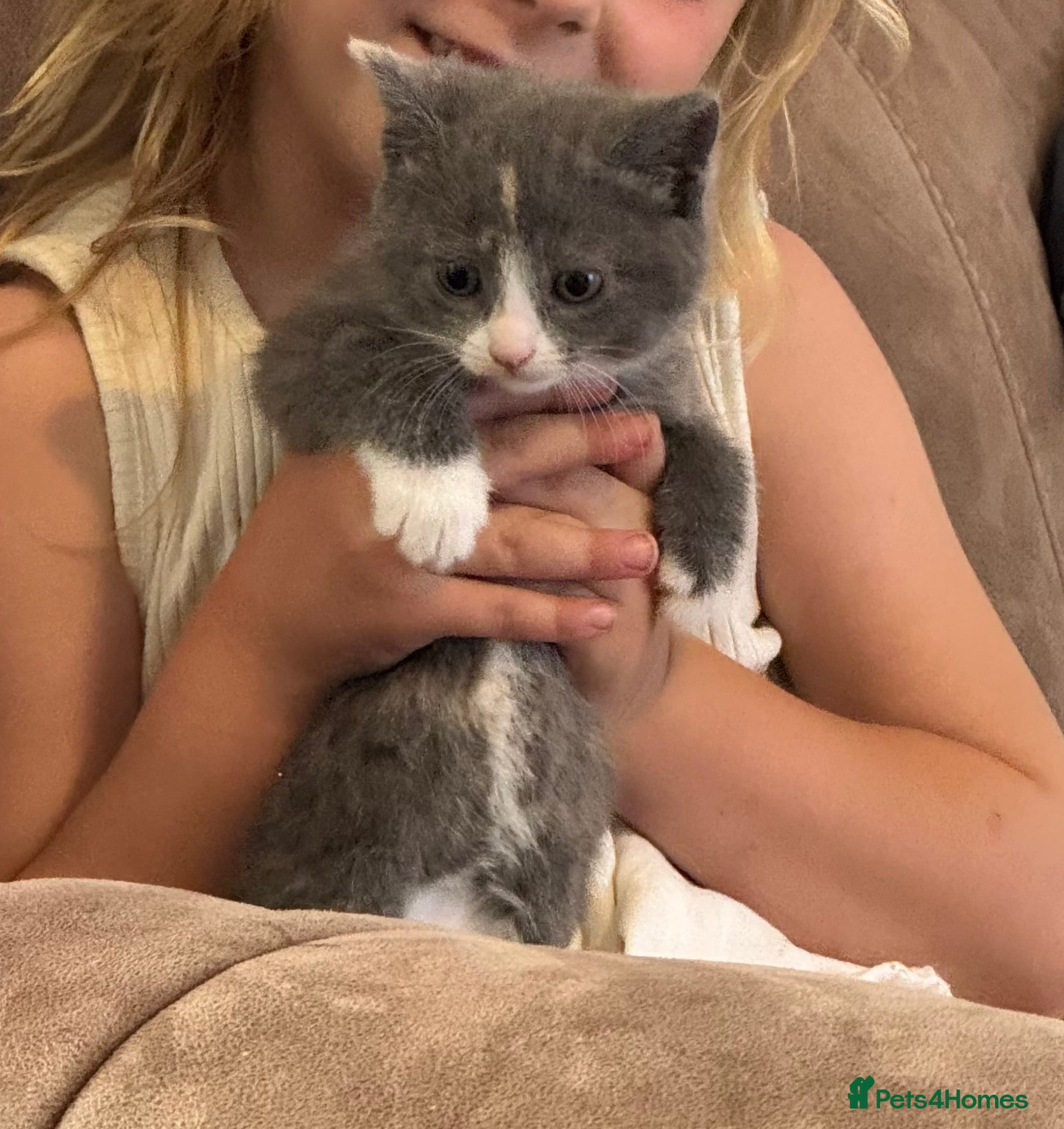 Mixed Breed cats for sale: Female 8 week old kitten  - Advert 2