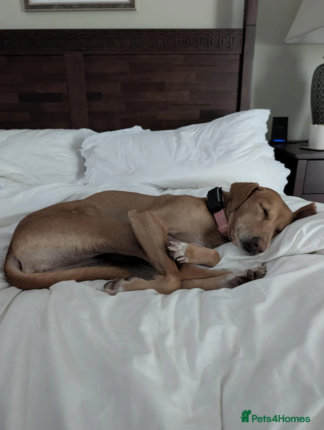 Mixed Breed dogs for sale: Gecko needs a very special home in Liss - Advert 7