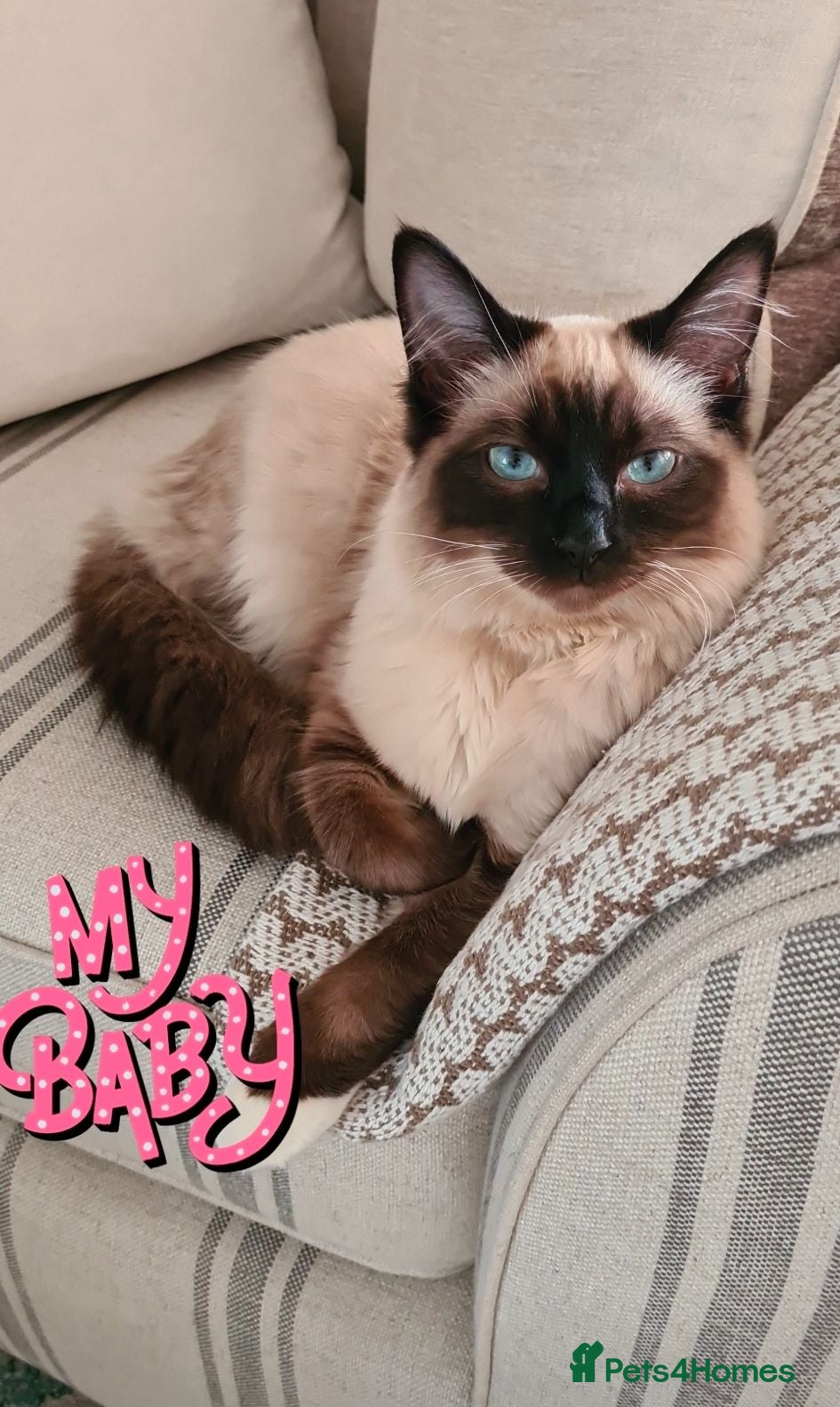 Ragdoll cats Beautiful Blue-Eyed Ragdoll for forever home - Advert 7
