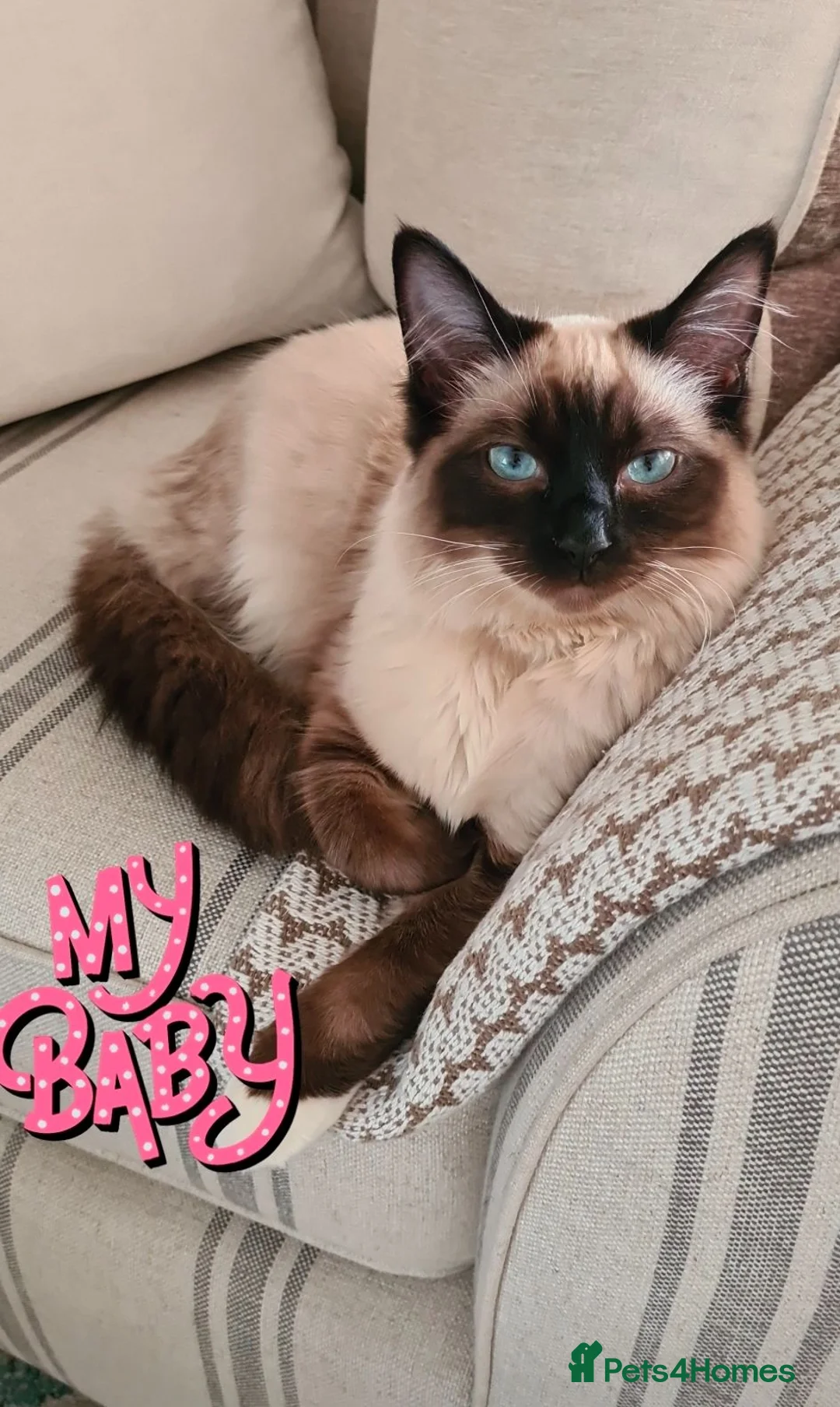 Ragdoll cats for sale: Beautiful Blue-Eyed Ragdoll for forever home in Dagenham - Advert 1