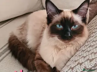 Ragdoll cats Beautiful Blue-Eyed Ragdoll for forever home - Advert 1