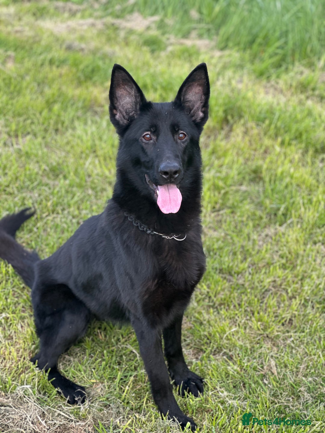 German Shepherd dogs for sale: Two puppy’s left - Advert 1