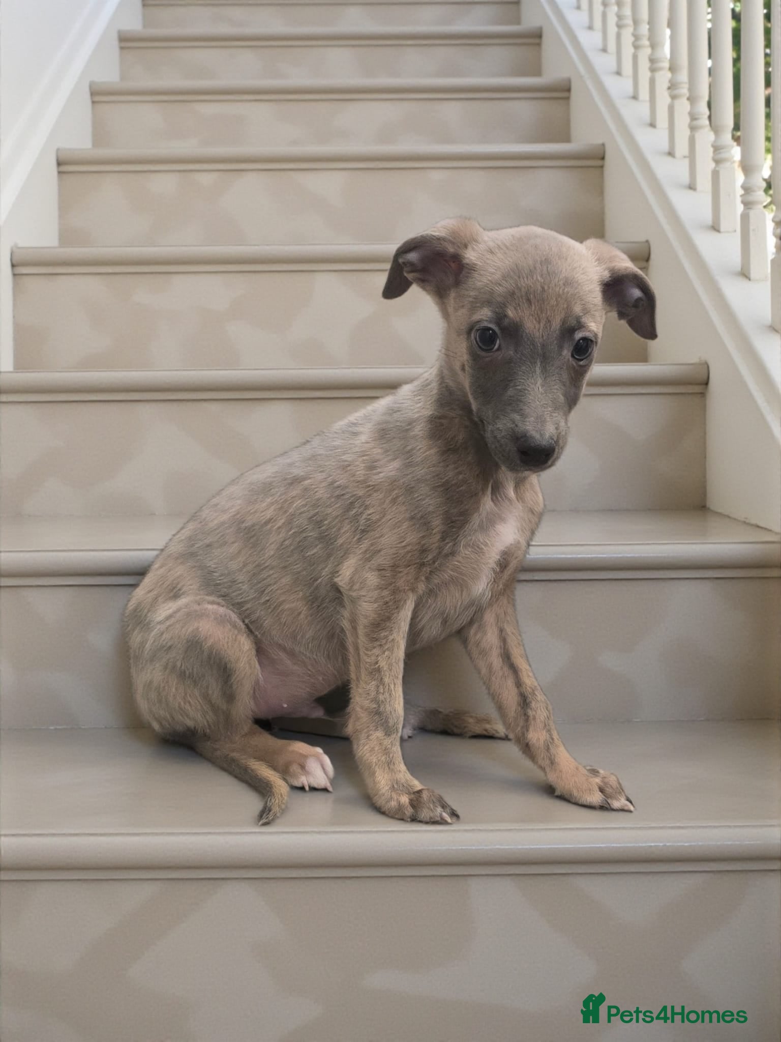 Whippet dogs 5 beautiful male whippet puppies  - Advert 3