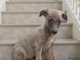 Whippet dogs 5 beautiful male whippet puppies - Advert 3