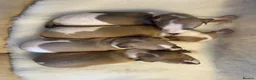 Whippet dogs for sale: Stunning whippet Bitch puppy  - Advert 5