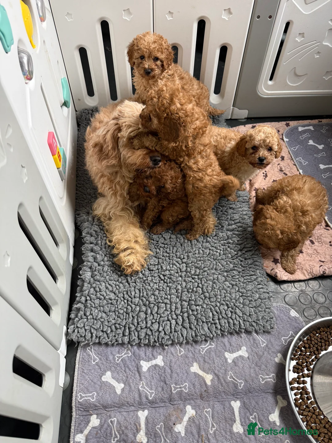 Cavapoo dogs for sale: Cavapoo little bears LICENSED - Advert 11