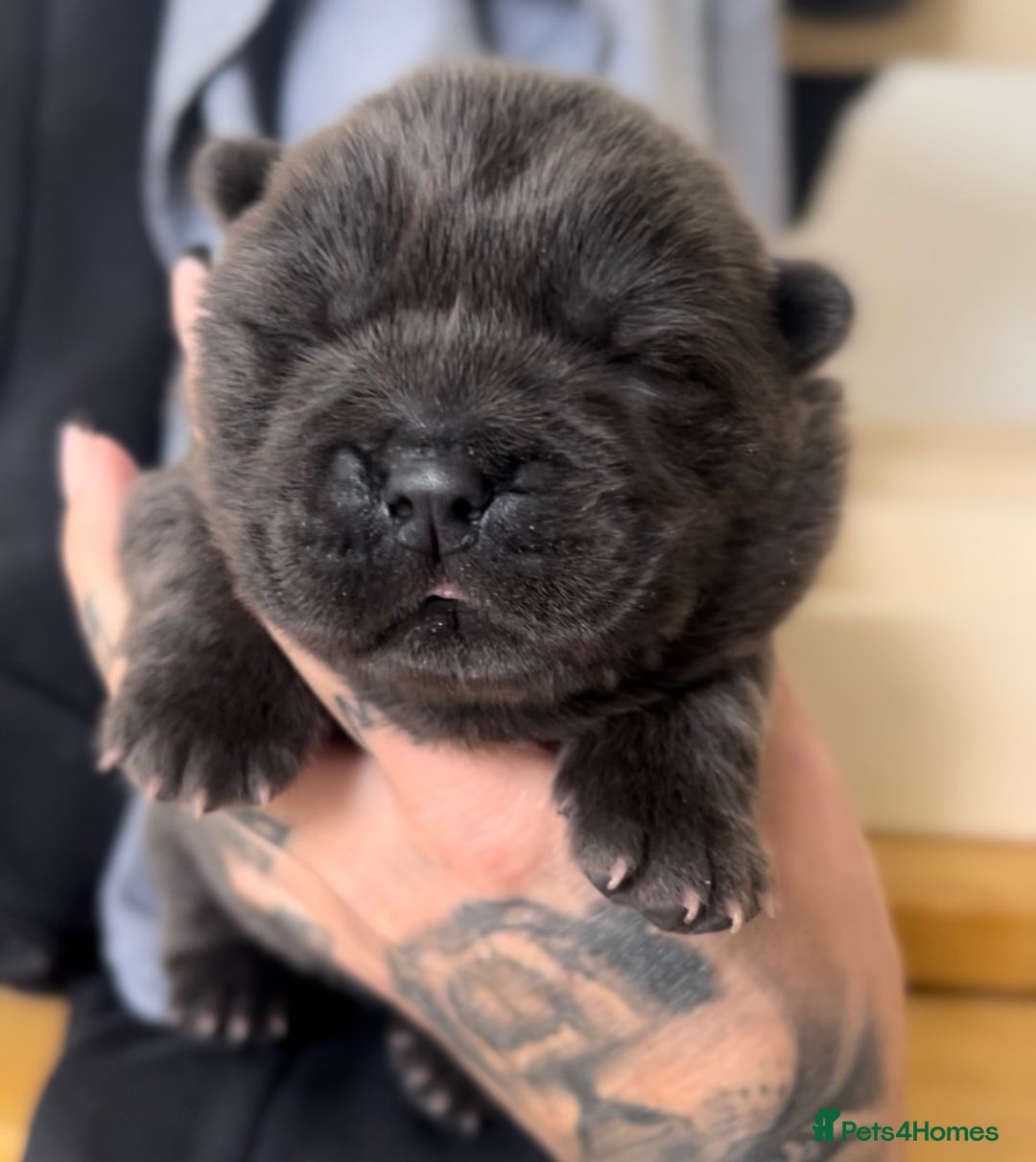 Chow Chow dogs for sale: Merle & blue bear faced Teddy chow chow puppies  - Advert 5