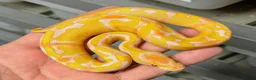 Python Snake reptiles for sale: Various royal pythons from £25 upwards  - Advert 10
