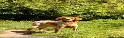 Brittany Spaniel dogs for adoption: Uriel in Alfreton - Advert 10