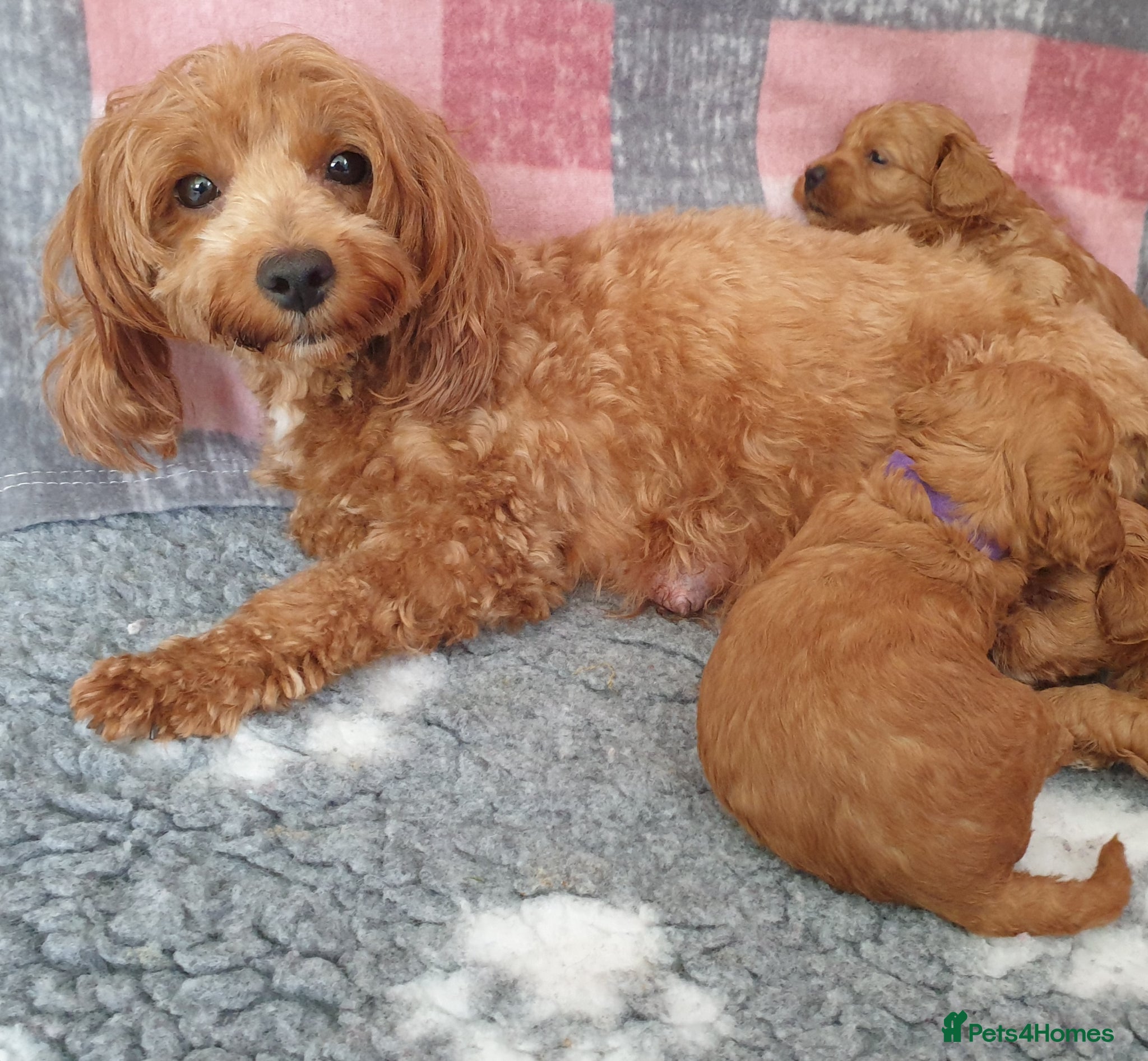 Mixed Breed dogs for sale: F1bb Cotonoodle, health tested parents red/apricot - Advert 8