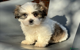 Mixed Breed dogs for sale: Beautiful Coton de Tulear x Shih Tzu puppies - Image 8