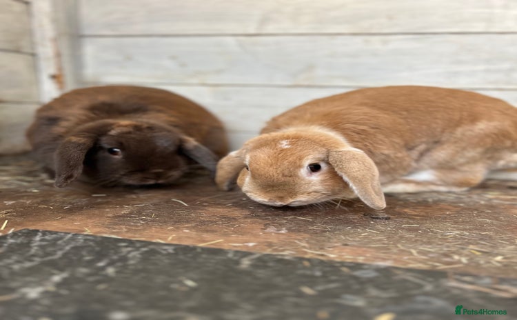Mini Lop rabbits - Advert 1
