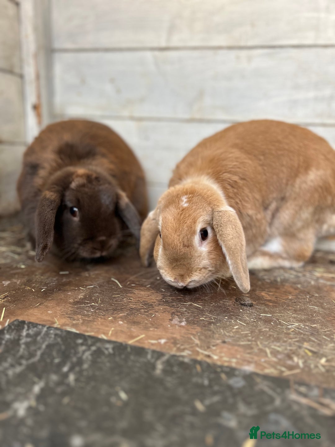 Mini Lop rabbits for sale: 2 x mini lop rabbits  - Image 1