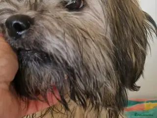 Mixed Breed dogs George small shihtz mix 5kg - Advert 2