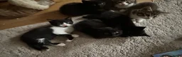 Mixed Breed cats for sale: Adorable kittens looking for their forever homes - Advert 9