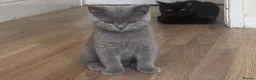 British Shorthair cats for sale: Championship line GCCF British Shorthair Kittens - Advert 11