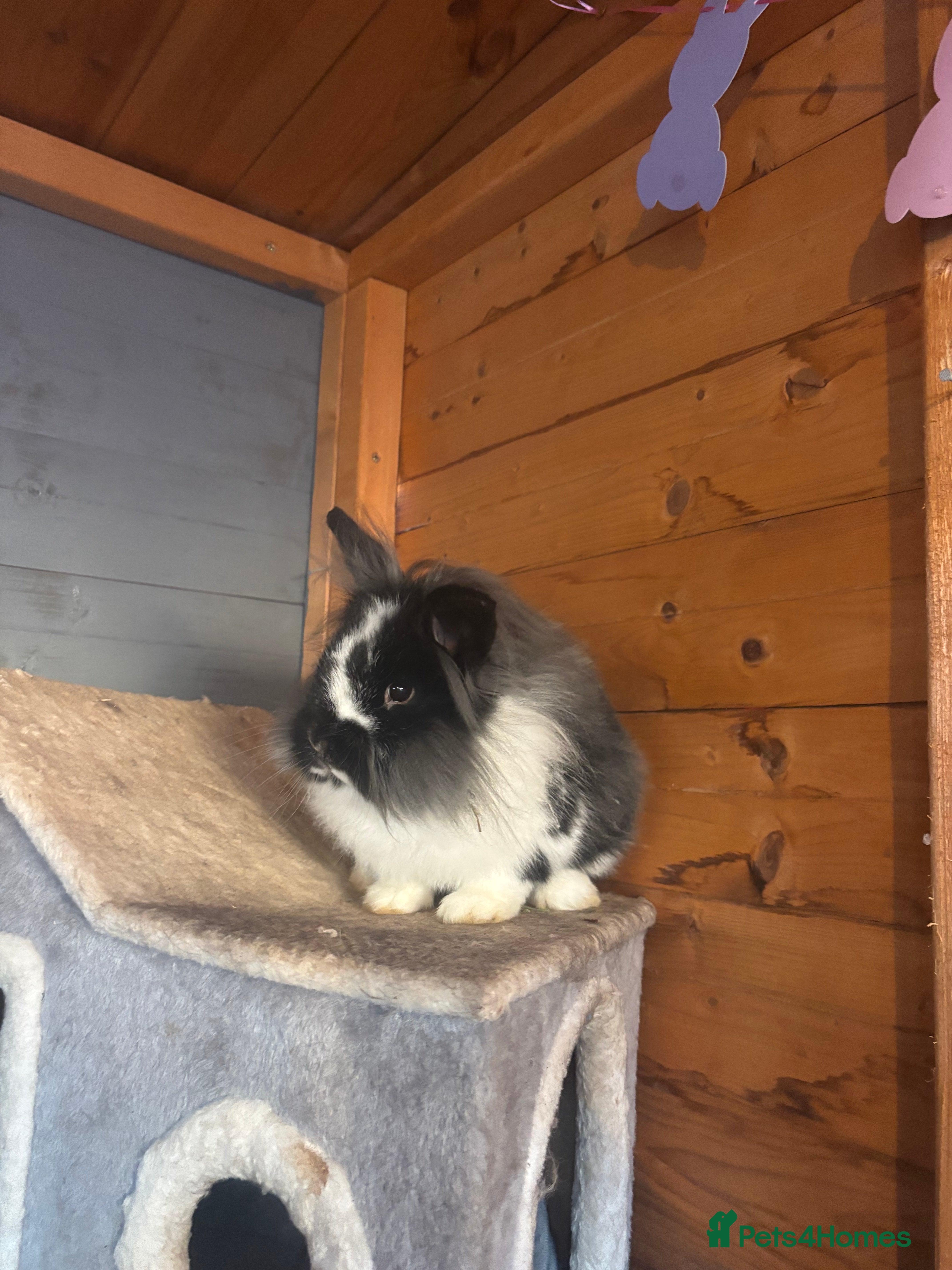 Lionhead rabbits Roo is looking for a new home  - Advert 6