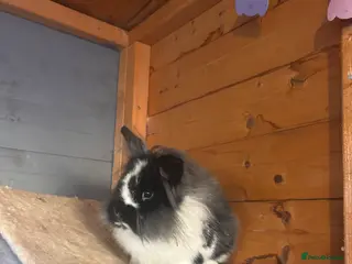 Lionhead rabbits Roo is looking for a new home - Advert 6