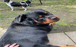 Rottweiler dogs for sale: Looking for new home  - Image 5