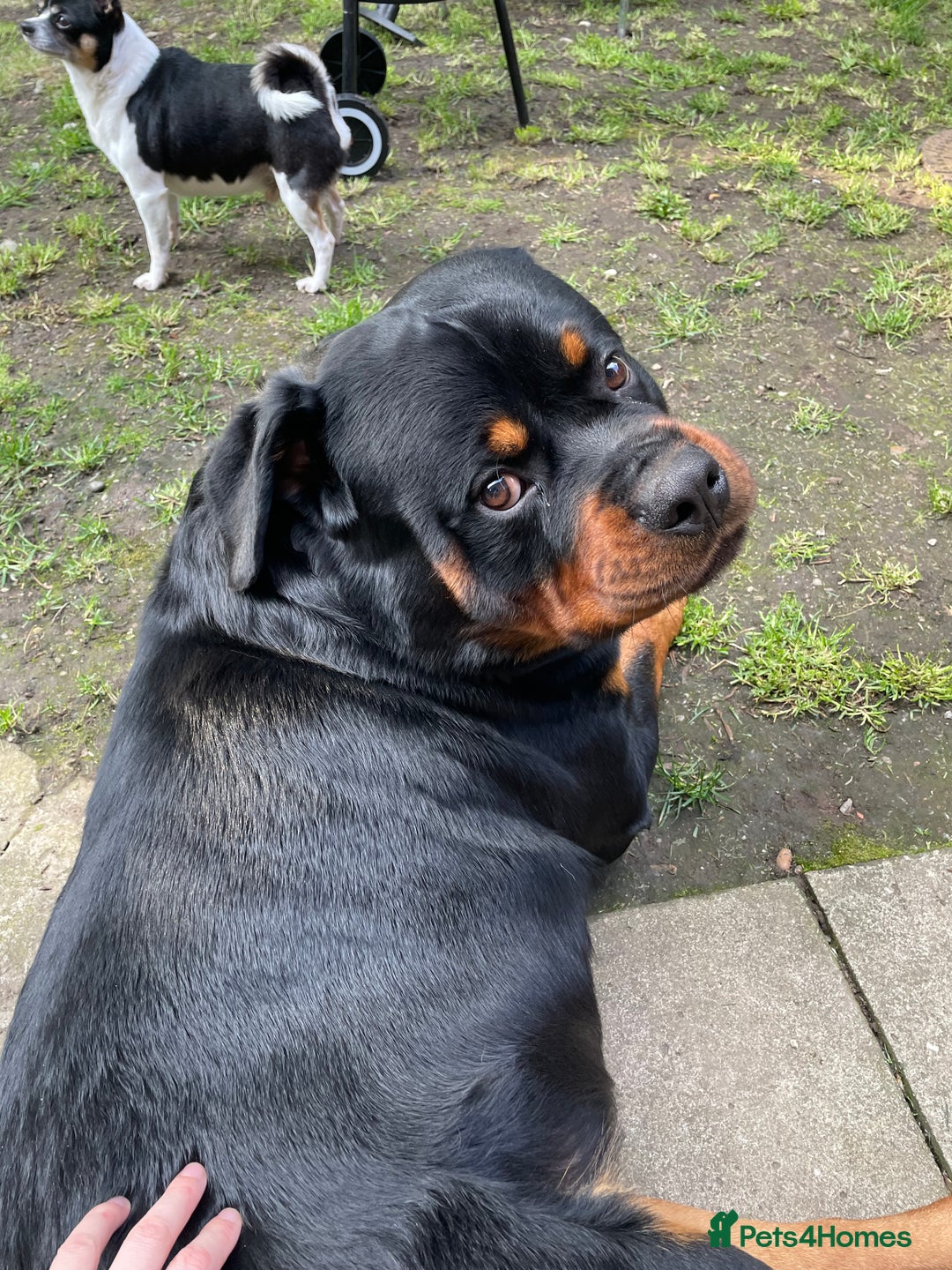 Rottweiler dogs for sale: Looking for new home  - Image 5