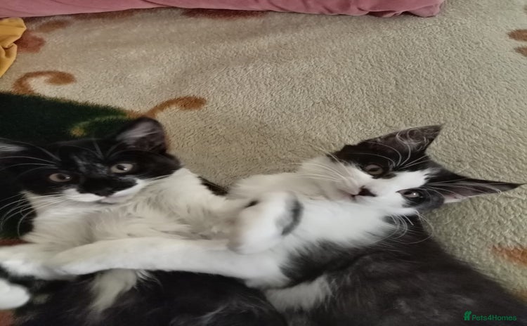 Mixed Breed cats - Advert 4