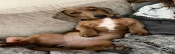 Dachshund dogs for sale: Darla the Dachshund  - Advert 4