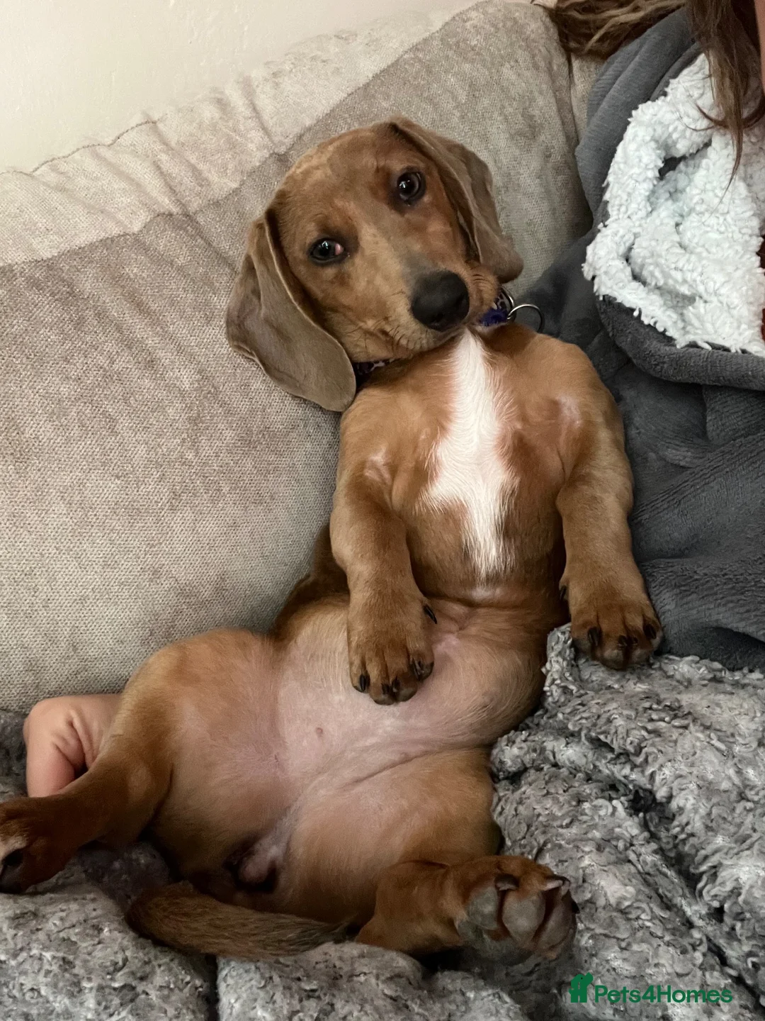 Dachshund dogs for sale: Darla the Dachshund  - Advert 4
