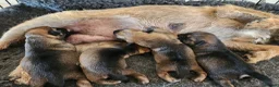 Border Terrier dogs for sale: Border terrier pups  - Advert 1