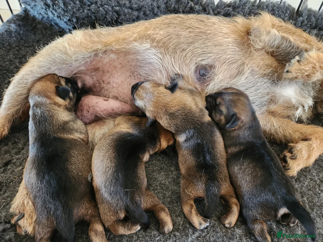 Border Terrier dogs for sale: Border terrier pups  - Advert 1