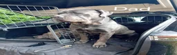 Cane Corso dogs for sale: Blue beautifull Cane Corso.  in Tamworth - Advert 2