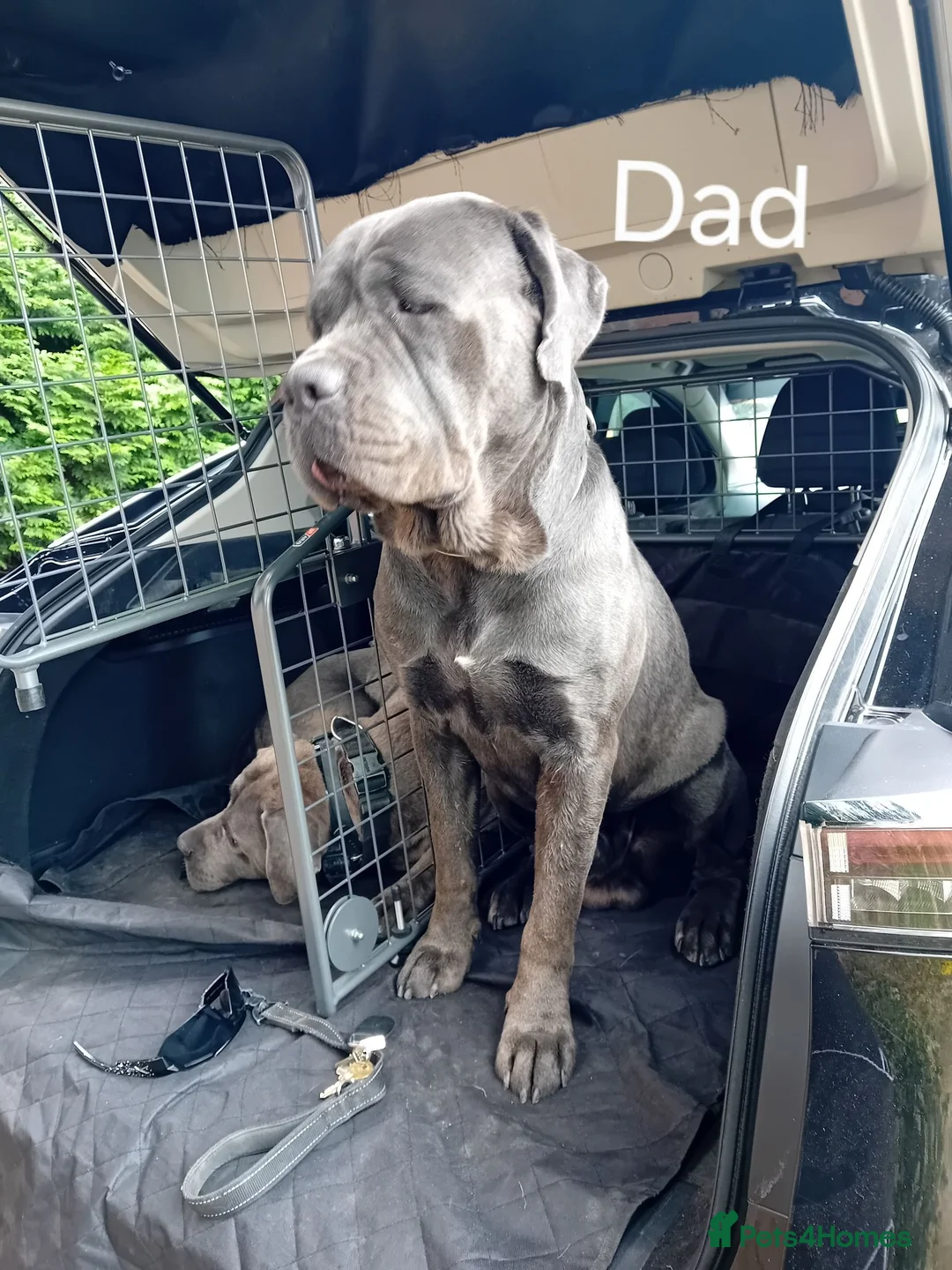 Cane Corso dogs for sale: Blue beautifull Cane Corso.  in Tamworth - Advert 2