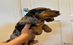 Cocker Spaniel dogs for sale: Super rare and unique show type dna tested Kc reg  - Image 9
