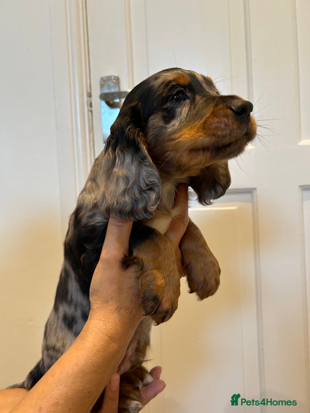 Cocker Spaniel dogs for sale: Super rare and unique show type dna tested Kc reg  - Image 9