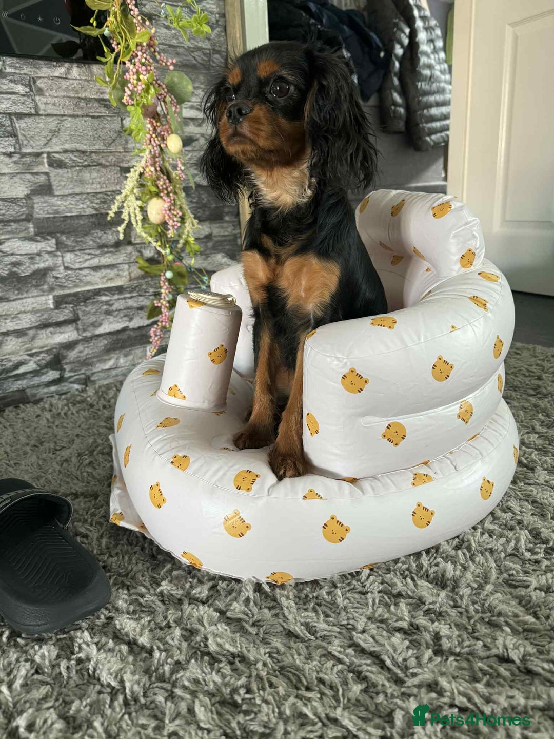 Cavapoo dogs for sale: Beautiful litter of 5(BOYS)🌟 - Image 5