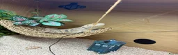 Bearded Dragon reptiles for sale: Sunny the bearded dragon  in Bedworth - Advert 4