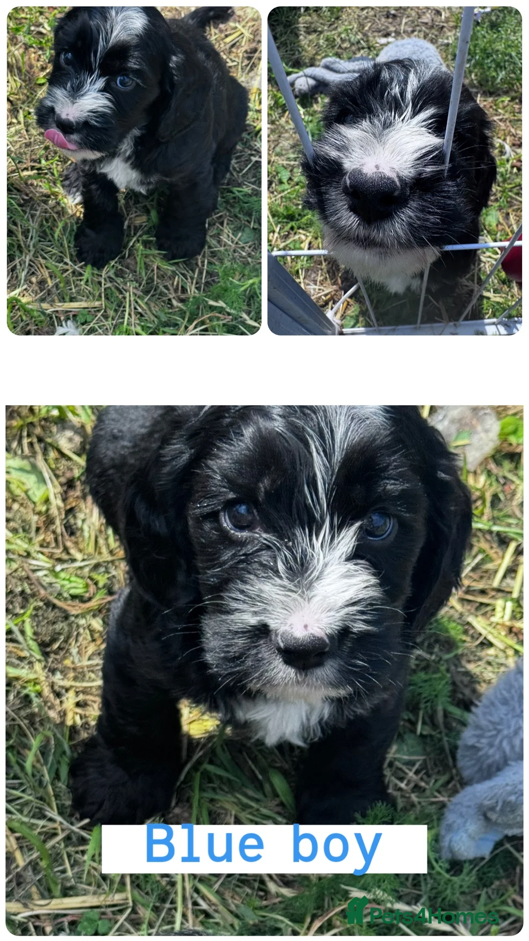 Cockapoo dogs for sale: Cockapoo puppies ready to go now  - Advert 2