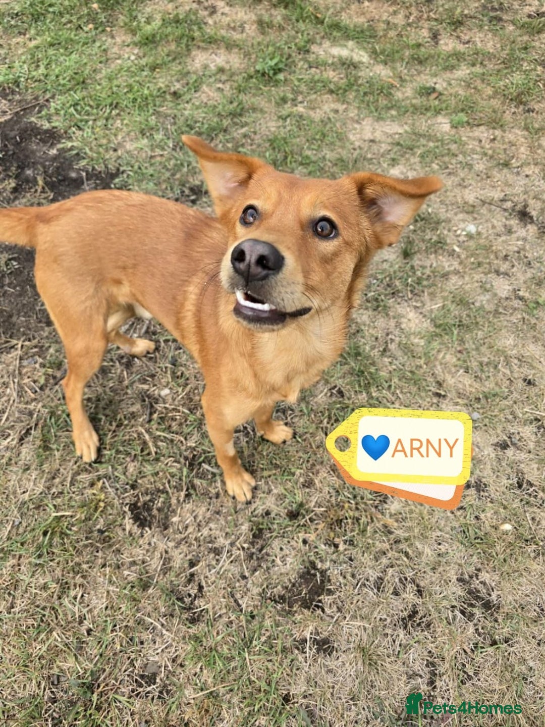 Mixed Breed dogs for adoption: 💙ARNY💙 -9 months beautiful boy needs home ASAP - Advert 10