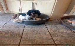 English Springer Spaniel dogs for sale: Poppy ( beautiful Angel) - Image 8