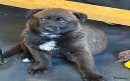 German Shepherd dogs for sale: German shepherd puppies  - Image 13