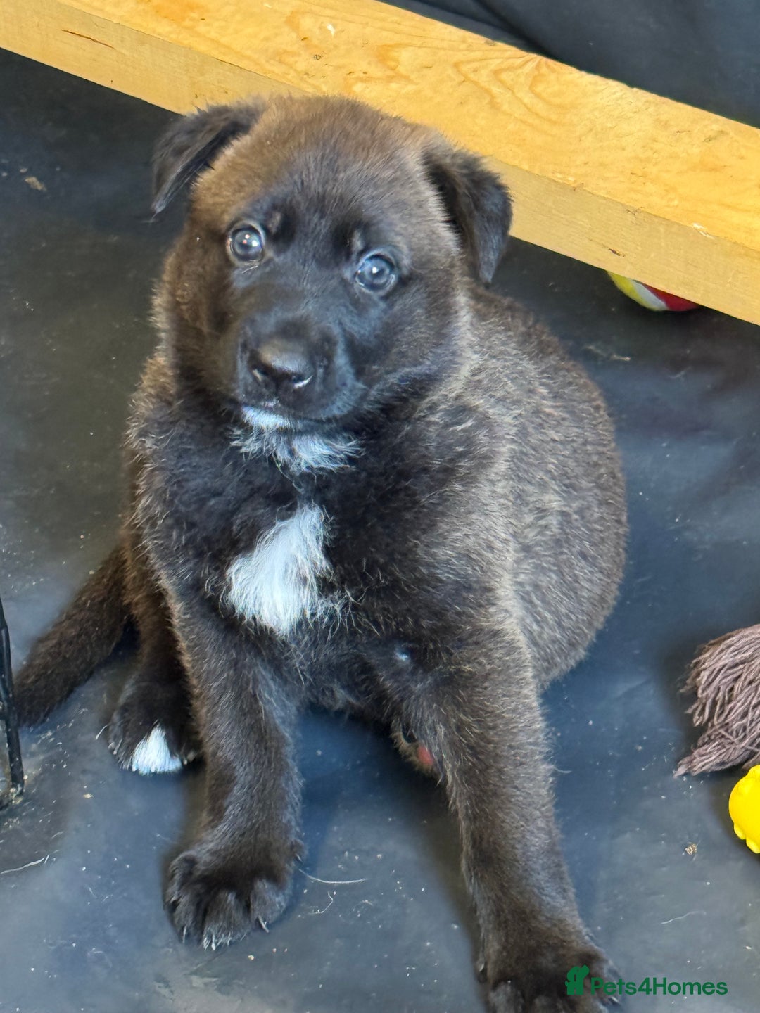 German Shepherd dogs for sale: German shepherd puppies  - Image 13
