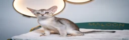 Abyssinian cats for sale: Pure Silver Abyssinian Champion Lines 🏆 Tica - Advert 28