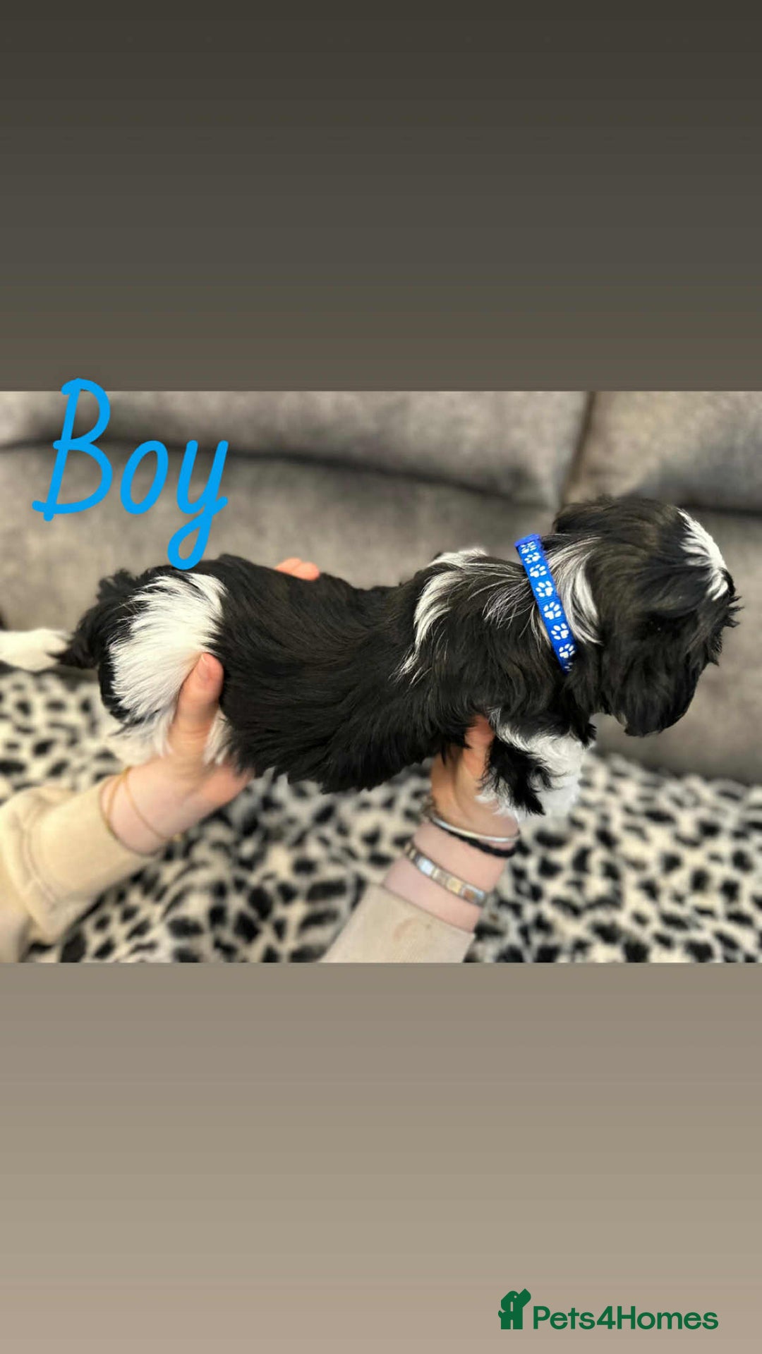 Shih Tzu dogs for sale: 🩷 Beautiful Shitzu Puppies 🩷 - Image 39