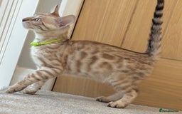 Bengal cats for sale: 💚Marvellous Mink💚 Male Bengal TICA Reg - Image 3
