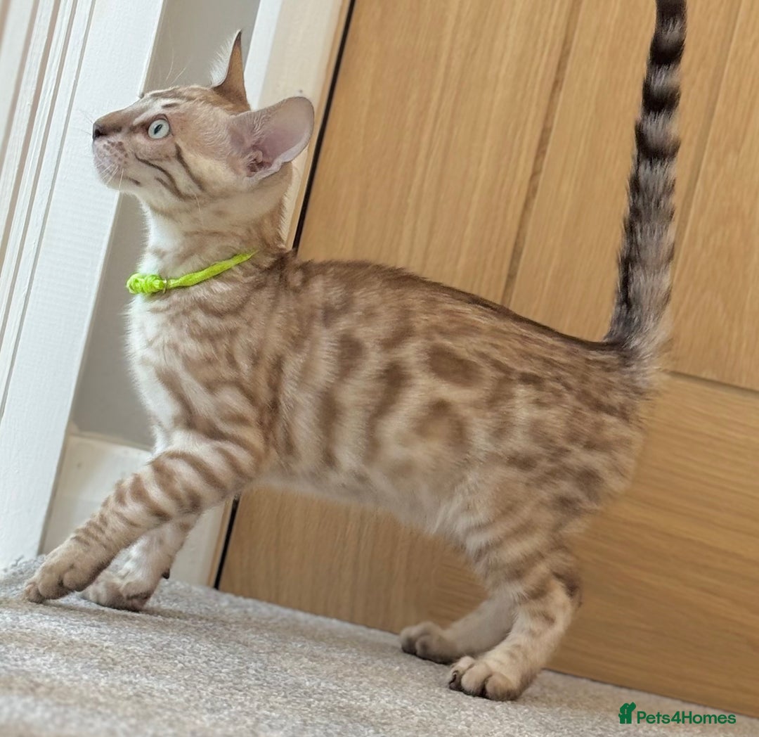Bengal cats for sale: 💚Marvellous Mink💚 Male Bengal TICA Reg - Image 3