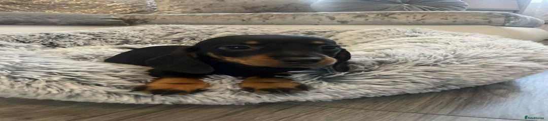 Dachshund Puppy 2