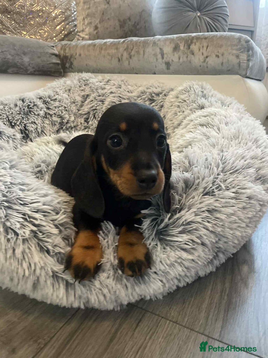 Dachshund dogs for sale: Dachshund  - Image 10