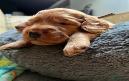 Mixed Breed dogs for sale: Beautiful Goldendoodle cross - Image 5