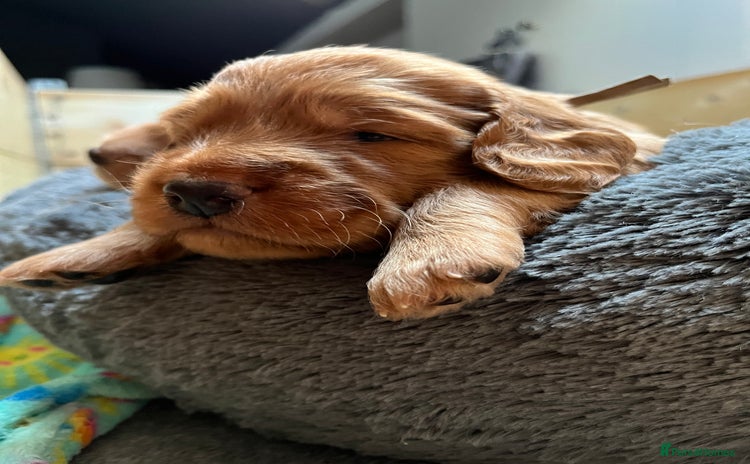 Mixed Breed dogs - Advert 7