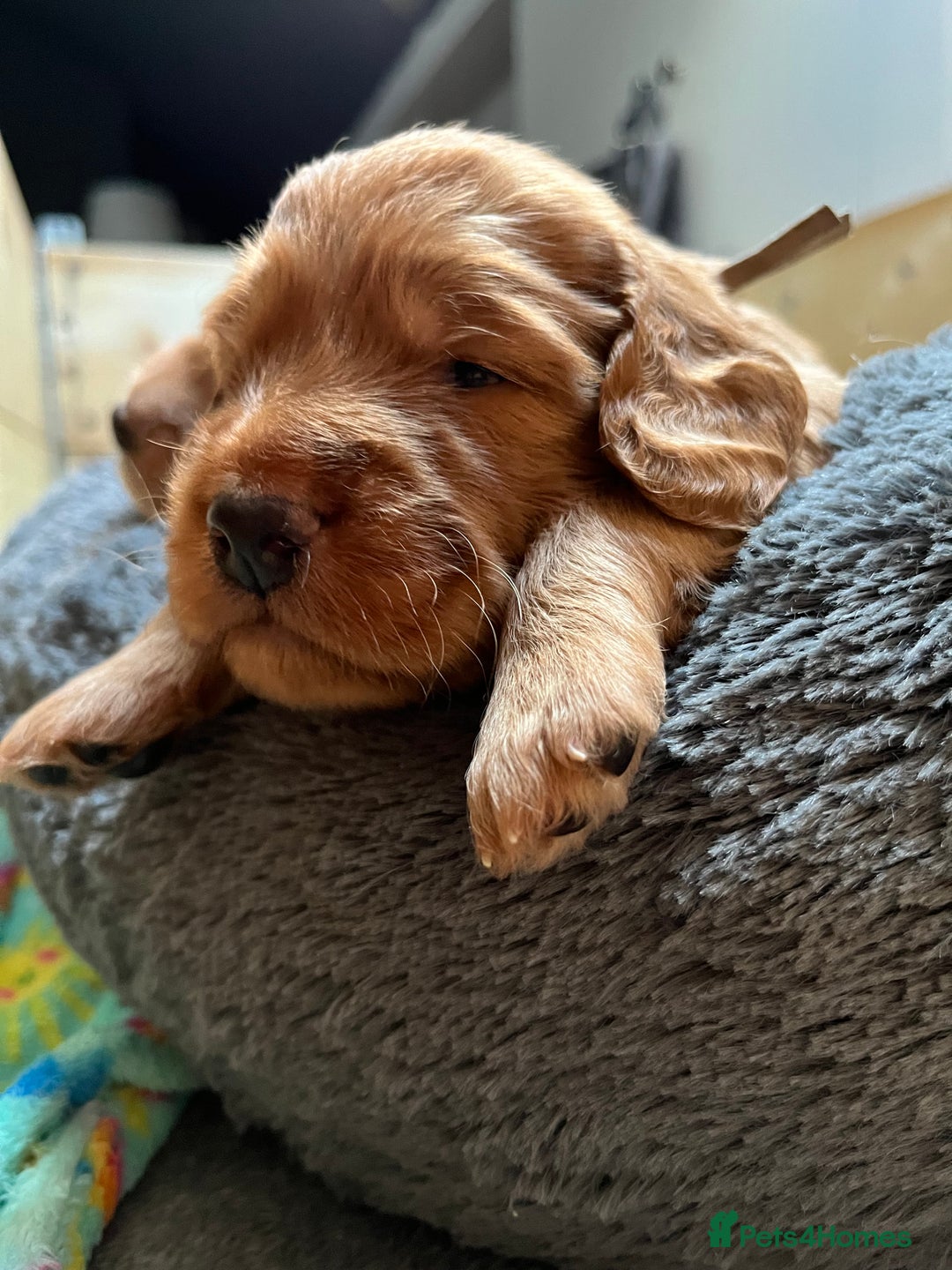 Mixed Breed dogs for sale: Beautiful Goldendoodle cross - Image 5